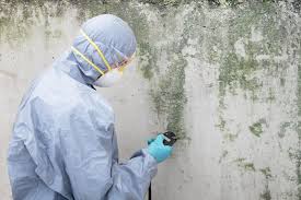 Best Basement Mold Removal  in Cuthbert, GA